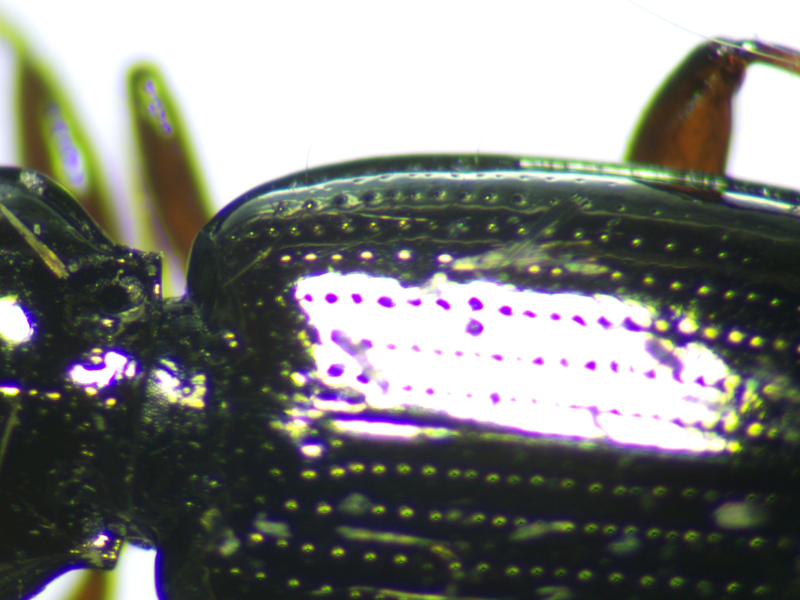 Bembidion properans or lampros